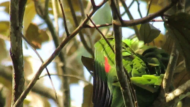 Red-lored Parrot - ML200951231