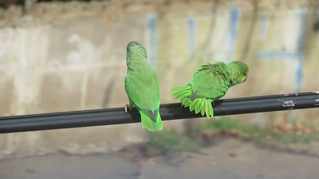 Зелёный воробьиный попугайчик - ML200951281