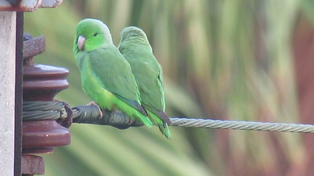 Зелёный воробьиный попугайчик - ML200951311