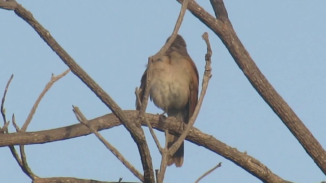 Pale-breasted Thrush - ML200951341