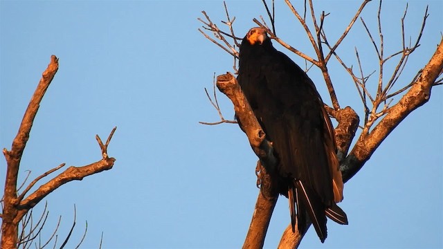Greater Yellow-headed Vulture - ML200951501
