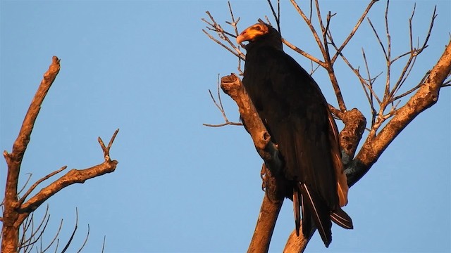 Greater Yellow-headed Vulture - ML200951511