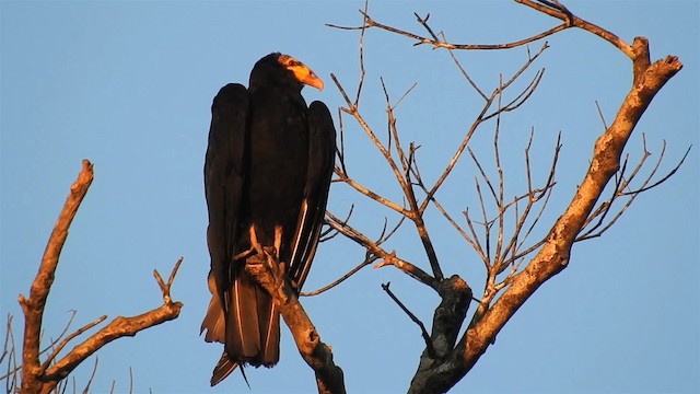 Greater Yellow-headed Vulture - ML200951521