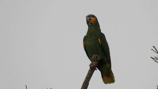 Orange-winged Parrot - ML200951731