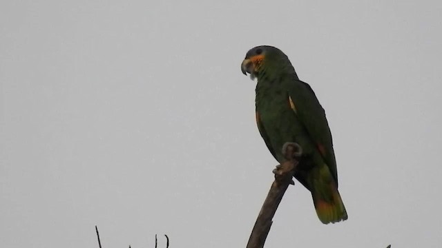 Orange-winged Parrot - ML200951741
