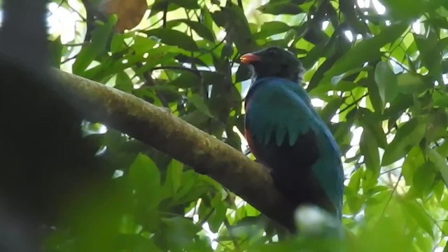 Quetzal pavonin - ML200951781