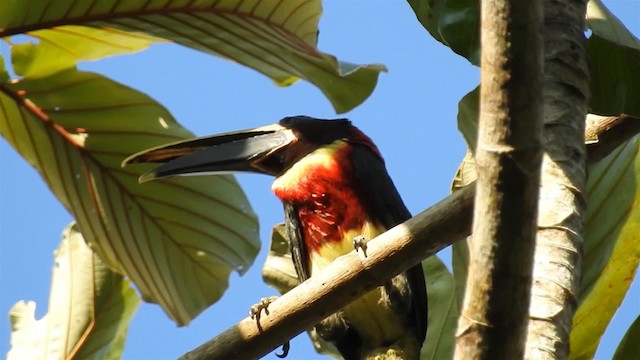 Red-necked Aracari (Western) - ML200951891