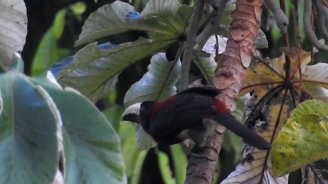 Red-necked Aracari (Western) - ML200951901