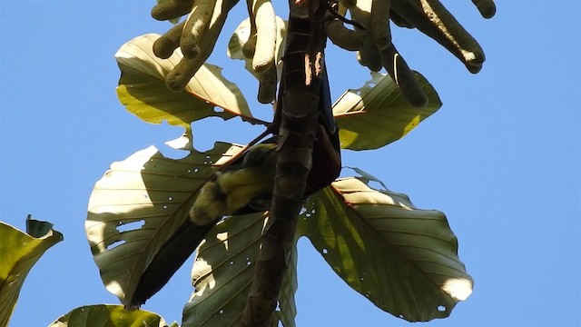 arassari červenokrký (ssp. sturmii) - ML200951961