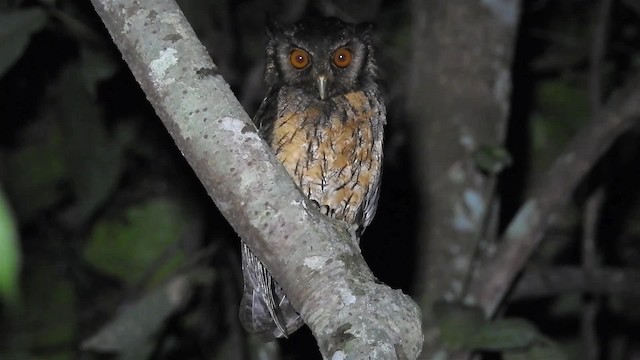 Tawny-bellied Screech-Owl (Austral) - ML200952001