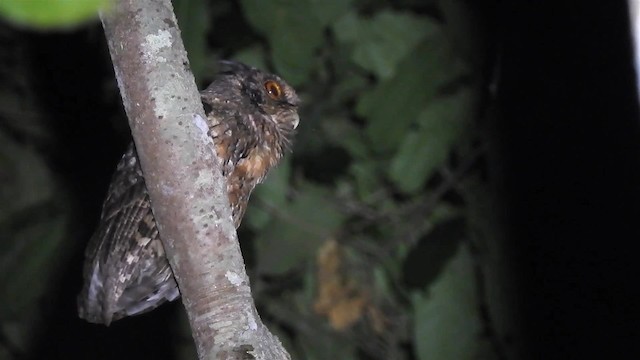 Tawny-bellied Screech-Owl (Austral) - ML200952011