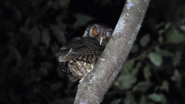 Tawny-bellied Screech-Owl (Austral) - ML200952031