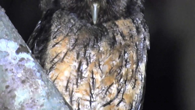 Tawny-bellied Screech-Owl (Austral) - ML200952041