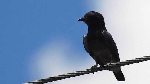 Swallow-winged Puffbird - ML200952091