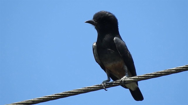 Swallow-winged Puffbird - ML200952101
