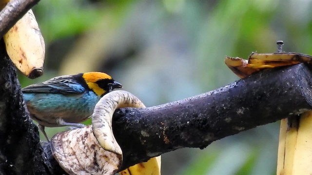 Saffron-crowned Tanager - ML200952131