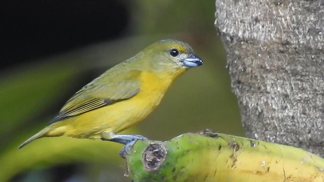 Thick-billed Euphonia (Thick-billed) - ML200952541