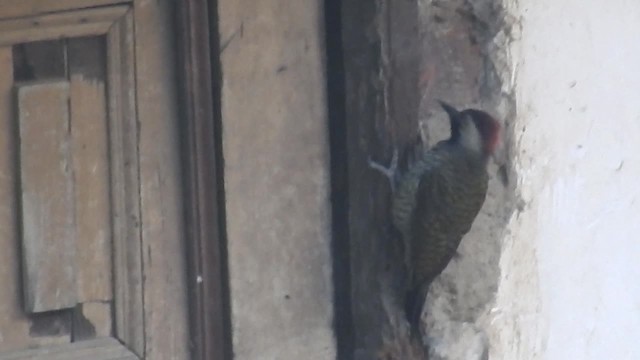 Black-necked Woodpecker - ML200952691