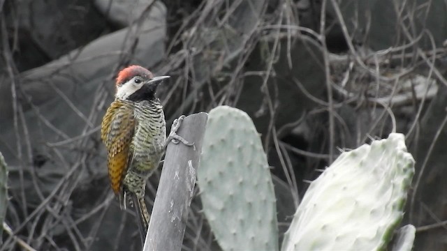 Black-necked Woodpecker - ML200952701