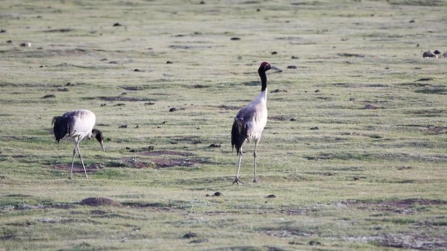 Black-necked Crane - ML200952921