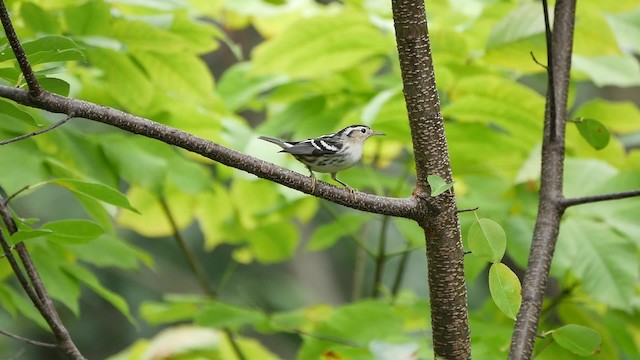 Black-and-white Warbler - ML200953211