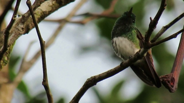 Snowy-bellied Hummingbird - ML200953461