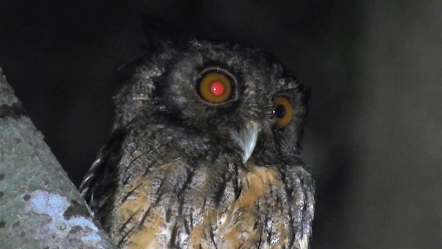 Tawny-bellied Screech-Owl (Austral) - ML200953701