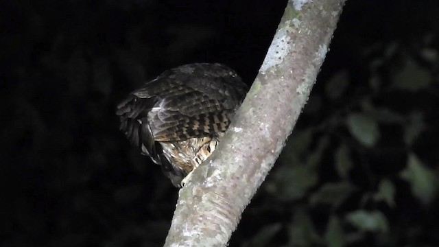 Tawny-bellied Screech-Owl (Austral) - ML200953791