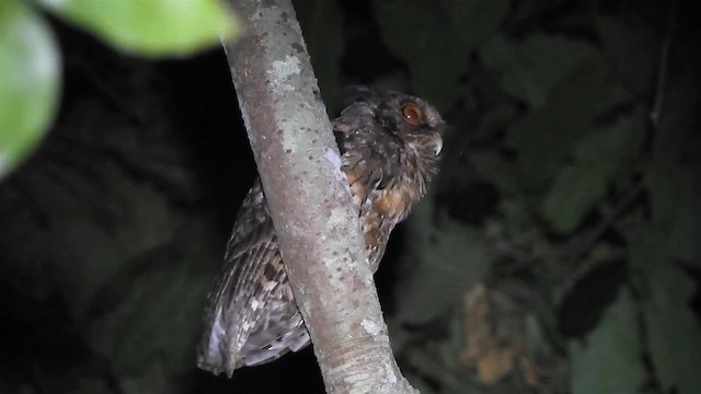 Tawny-bellied Screech-Owl (Austral) - ML200953801
