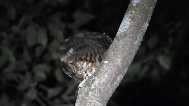 Tawny-bellied Screech-Owl (Austral) - ML200953891