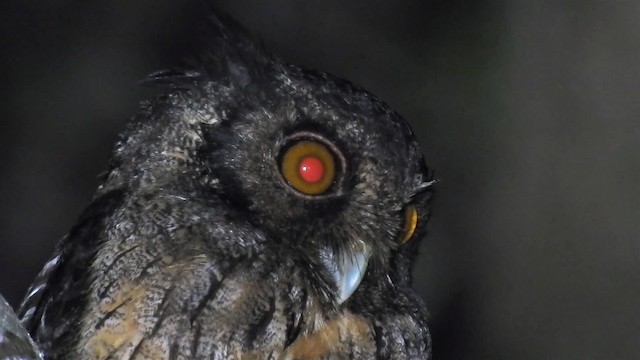Tawny-bellied Screech-Owl (Austral) - ML200953901