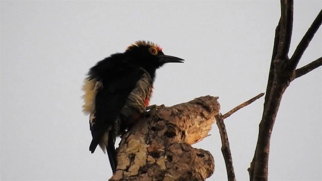 Yellow-tufted Woodpecker - ML200953911