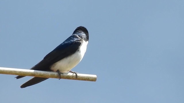 Blue-and-white Swallow (cyanoleuca) - ML200953961