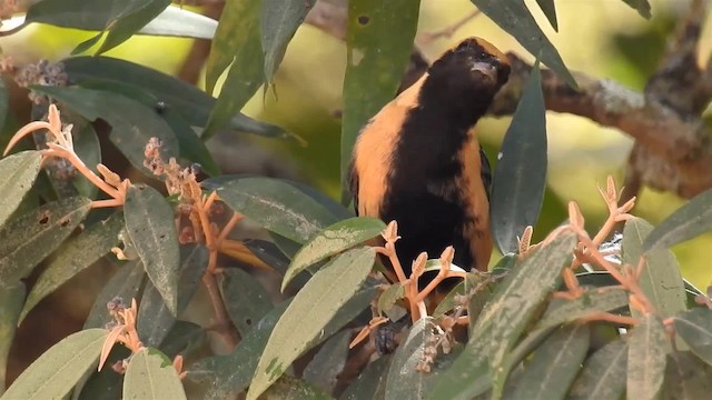 Burnished-buff Tanager (Stripe-bellied) - ML200954051