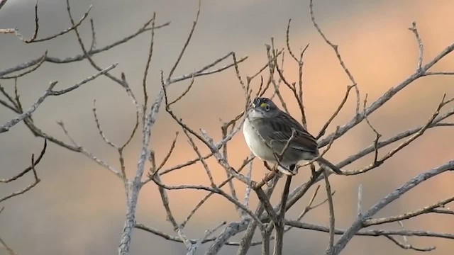 Grassland Sparrow - ML200954311