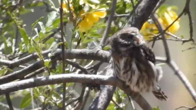 Peruvian Pygmy-Owl - ML200954371