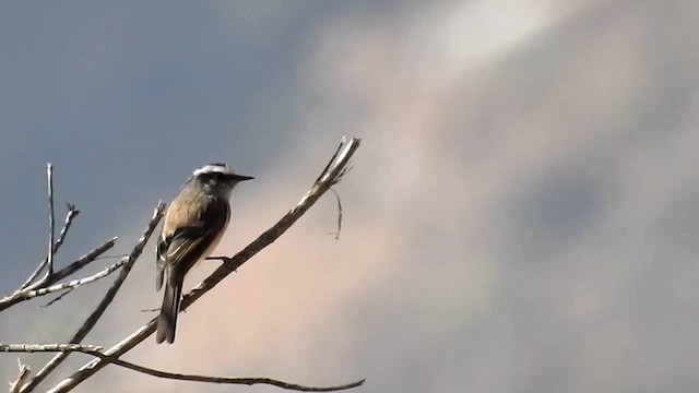 White-browed Chat-Tyrant - ML200954511