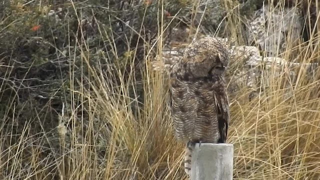 Lesser Horned Owl - ML200954781