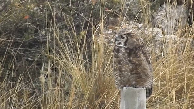 Lesser Horned Owl - ML200954791