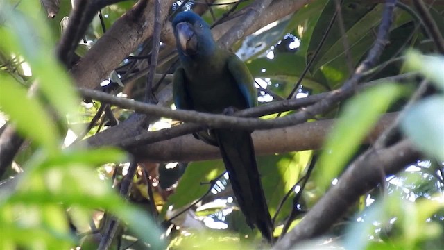 Blue-headed Macaw - ML200954941