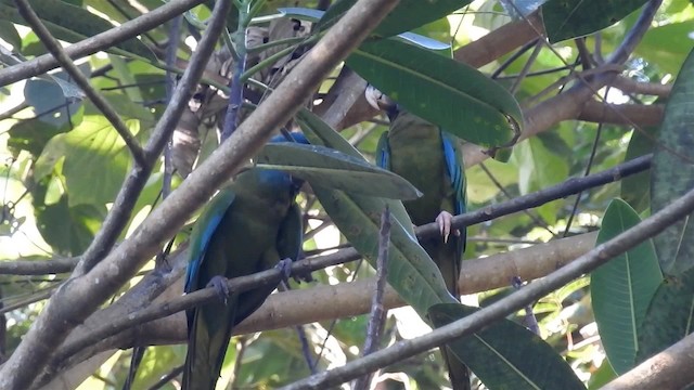 Blue-headed Macaw - ML200954951