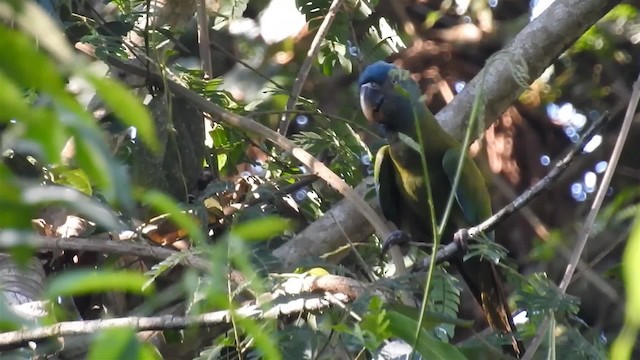 Blue-headed Macaw - ML200954961