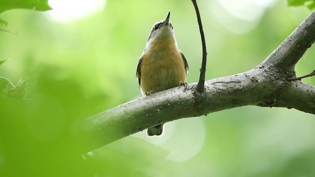 Red-breasted Nuthatch - ML200955081