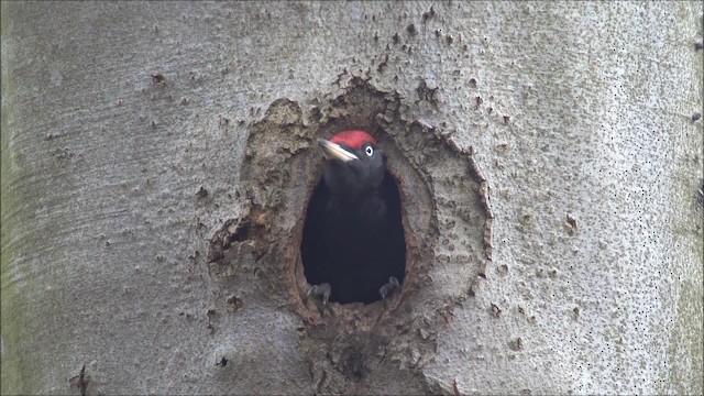 Black Woodpecker - ML200955331