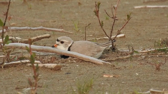 Piping Plover - ML200955411