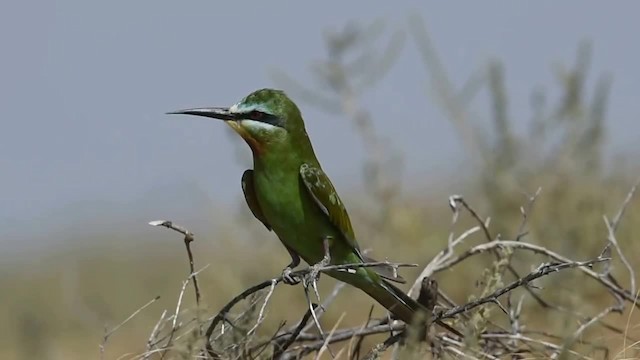Blue-cheeked Bee-eater - ML200955451