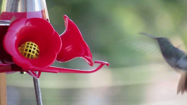 kolibřík zrcadlový - ML200955601