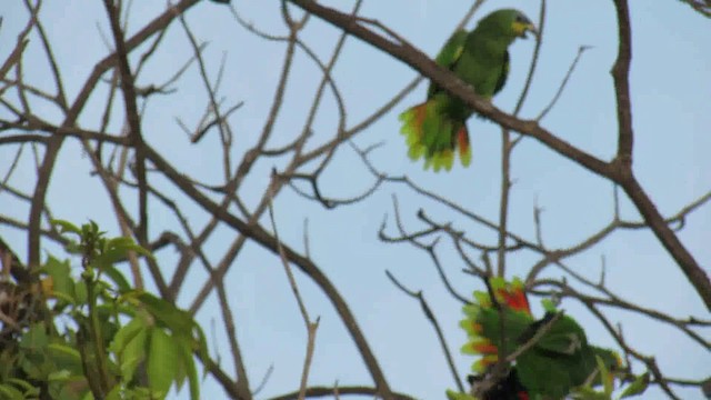 Yellow-crowned Parrot - ML200955891