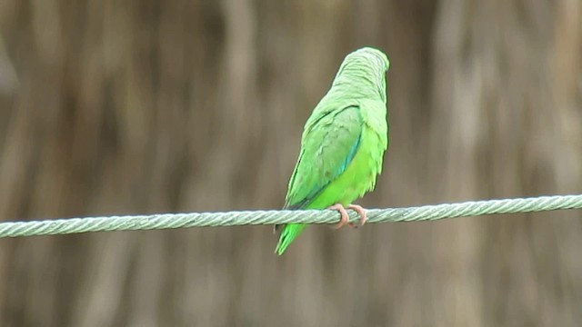 Зелёный воробьиный попугайчик - ML200955931