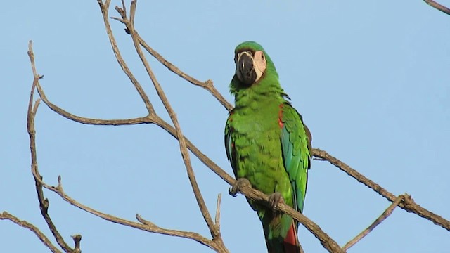 Chestnut-fronted Macaw - ML200955961